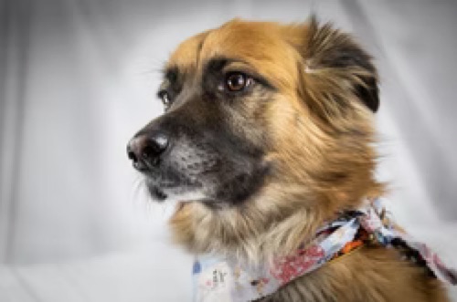 Jojo, a pet at Plymouth Veterinary Clinic